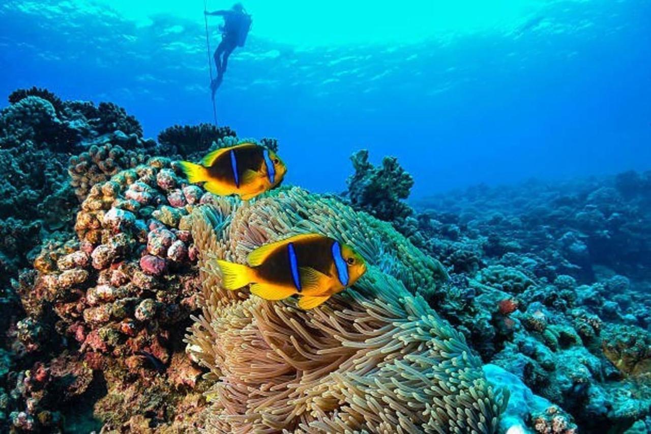 Naia Lodge Arue  ภายนอก รูปภาพ